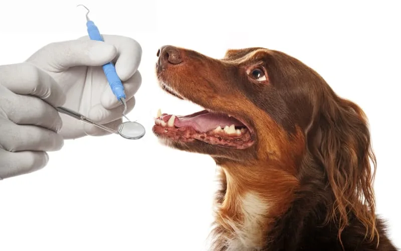 Cavities in Dogs: Causes, Symptoms & Treatment