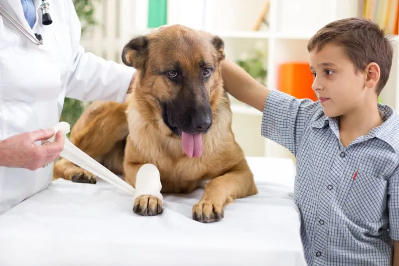 Pet First Aid: Tip & Advice
