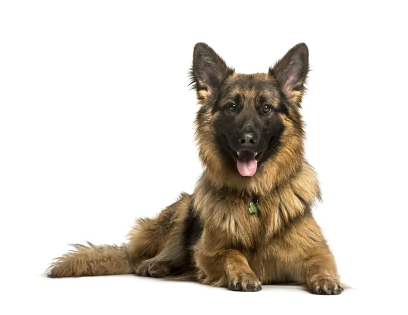 10 Best Guard Dogs for Families