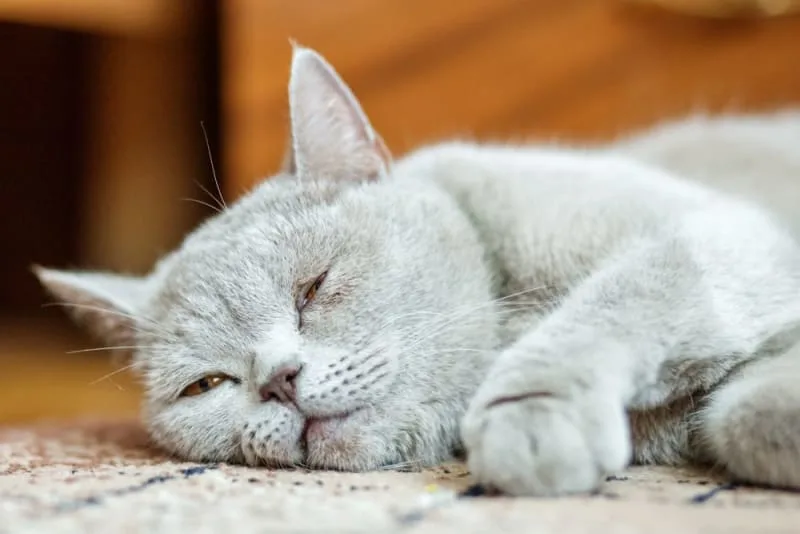 How to Tell if Your Cat Is Sick: Signs & Symptoms