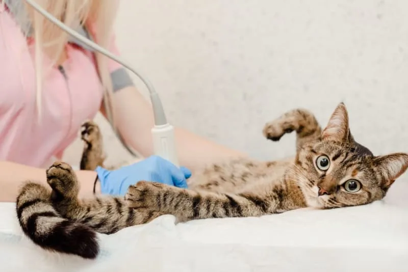Ultrasound for Dogs & Cats: What Pet Owners Want to Know