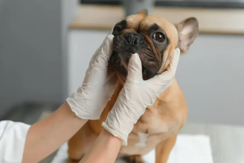 Routine Vet Exams - Why Are Regular Veterinary Checkups Important?