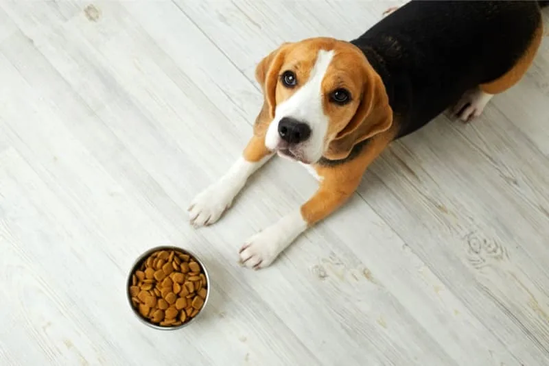 Pet Eating Problems: Why Won't My Dog Eat?