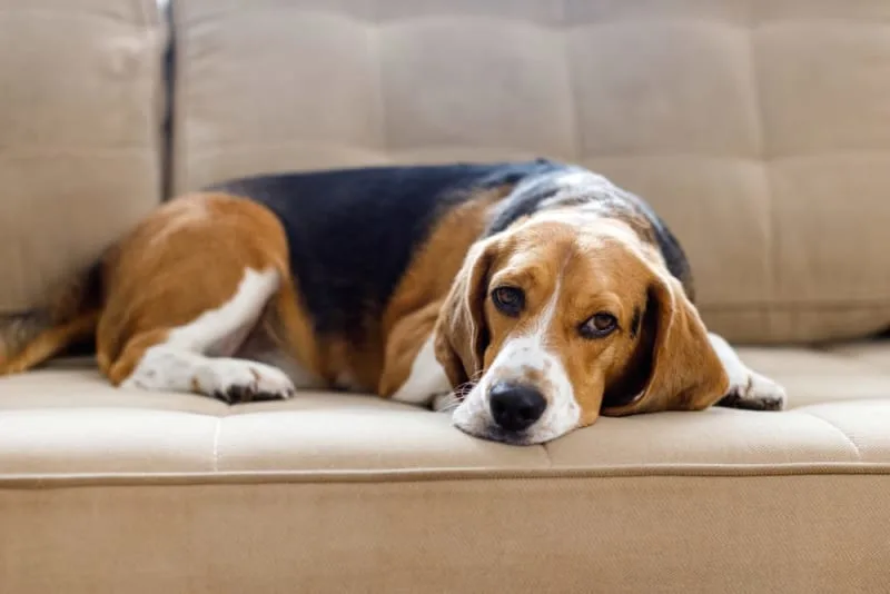 Parainfluenza in Dogs