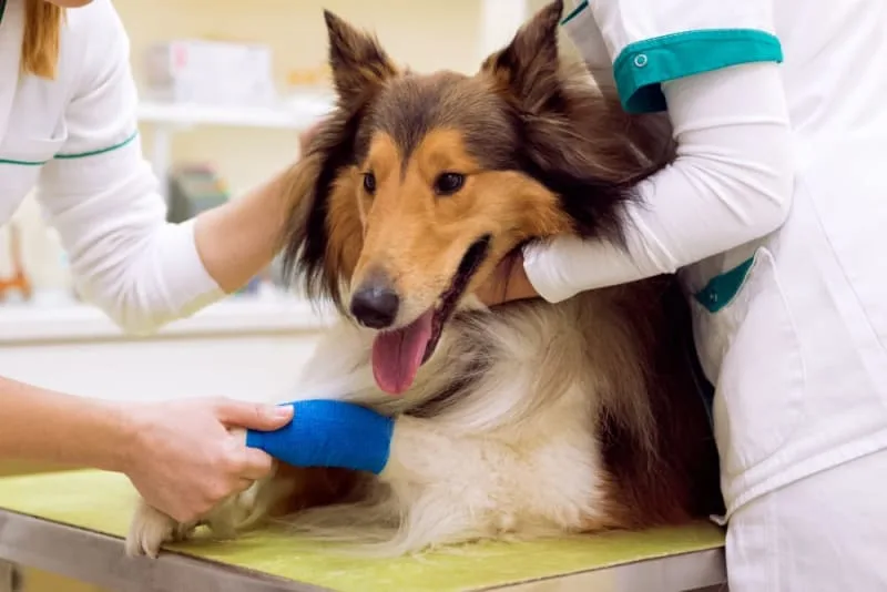 What You Should Know About Dog ACL Surgery