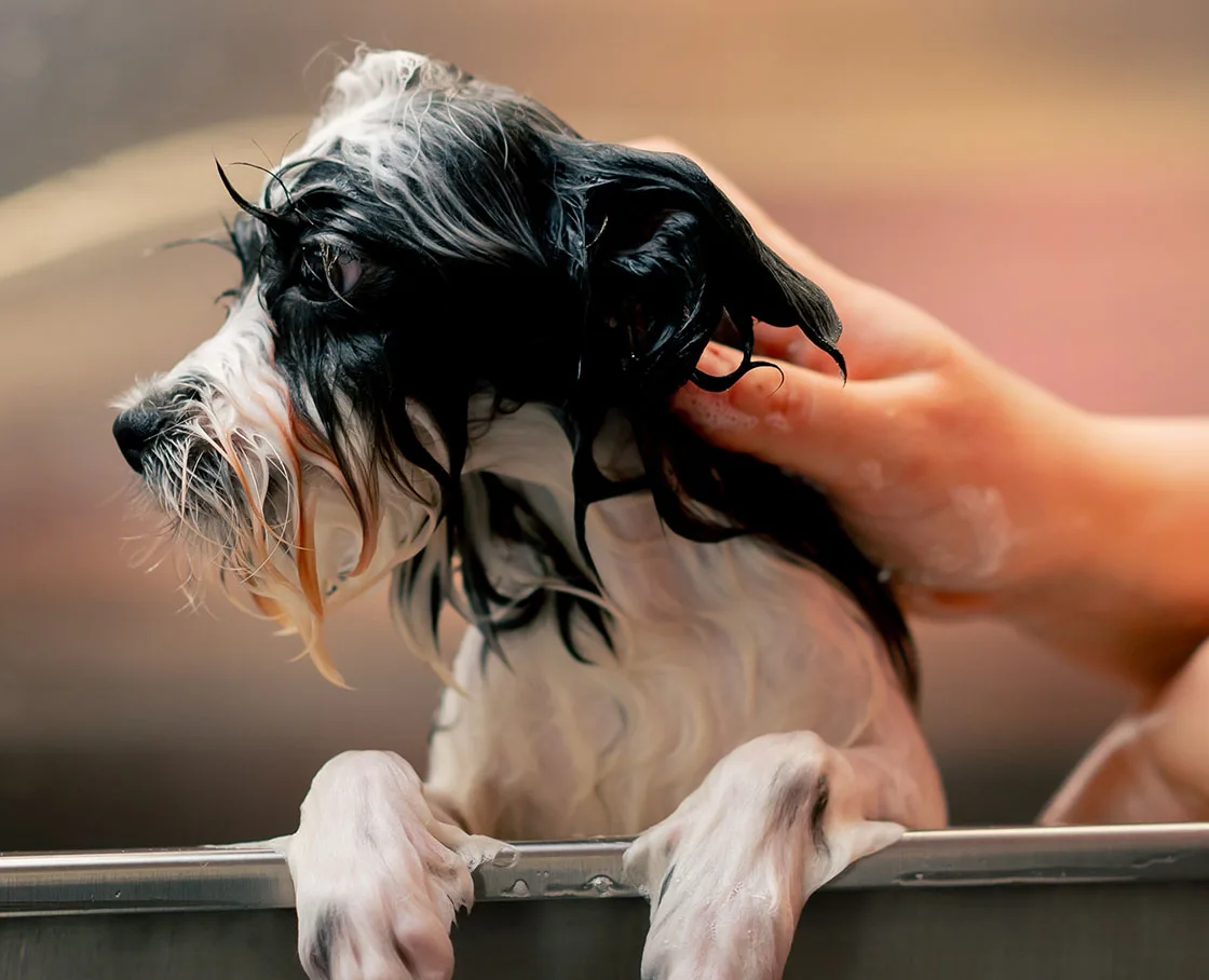 wet black and white dog