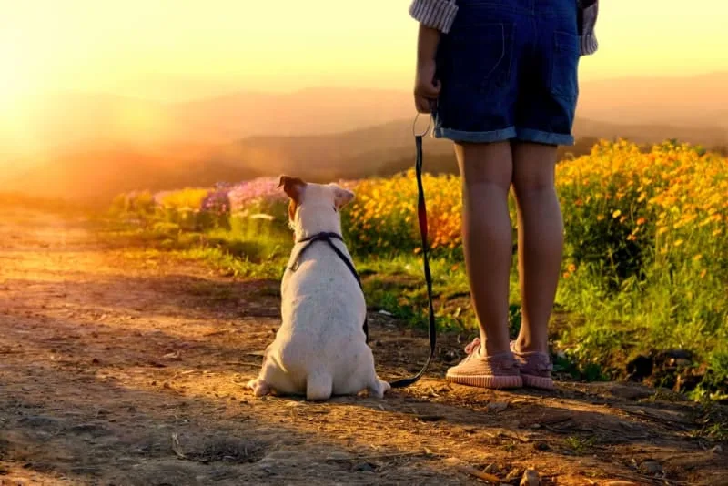 The Causes of Dog Diarrhea & How To Stop It
