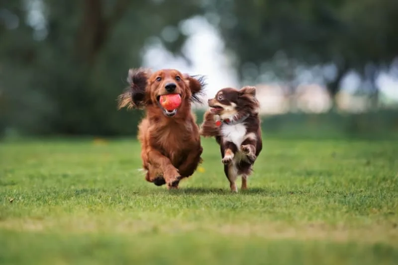 Dog Parks in Inverness and Homosassa Springs, FL