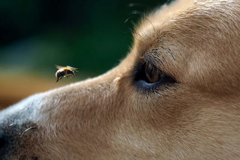 Help! My Dog Got Stung By A Bee