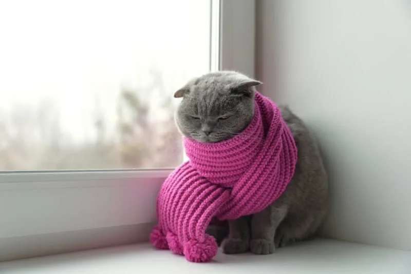 Cats & Colds: Can They Get Them & What To Do?