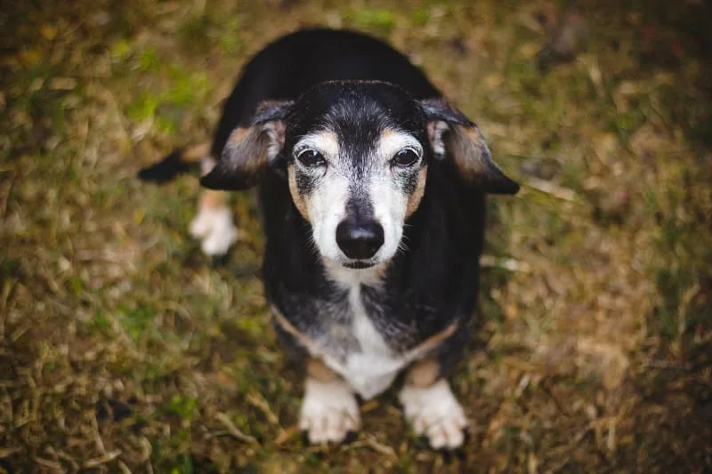 When Is a Dog Considered a Senior?