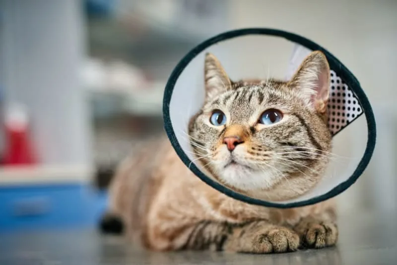 Getting Your Cat Fixed: When & What to Know