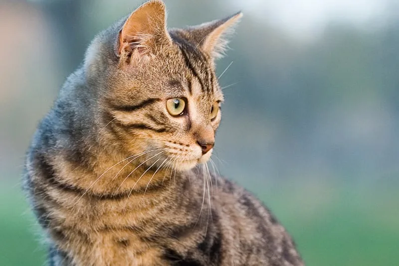Signs of Cat Gingivitis & How Its Treated