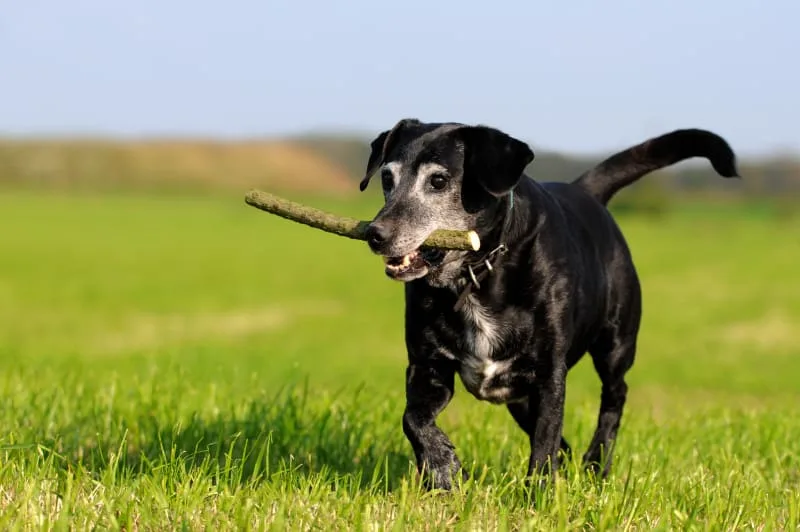 Osteoarthritis in Dogs: Symptoms & Treatment