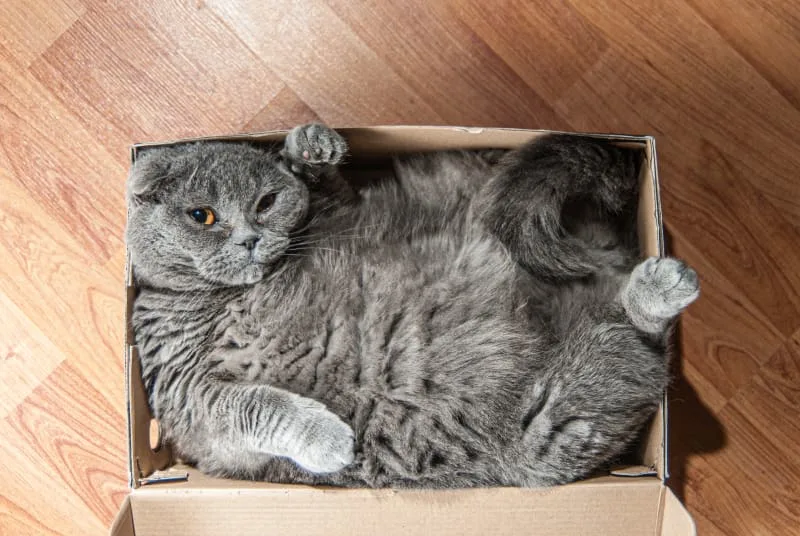 Spayed and Neutered Cats - What To Know About Getting A Cat Fixed