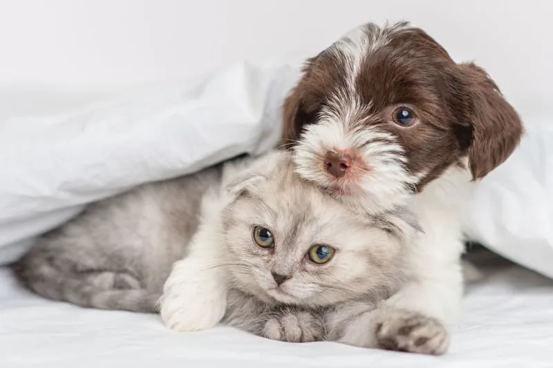 Itching & Other Allergic Reactions After Pet Vaccines