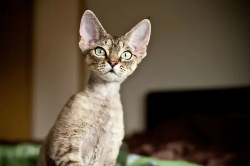 Aural Hematomas in Cats