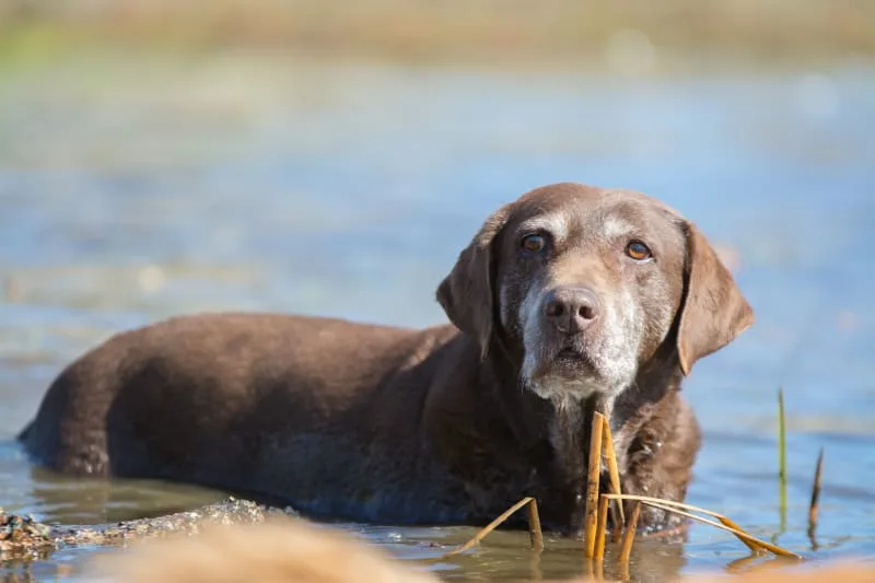Best Dog Food For Senior Dogs