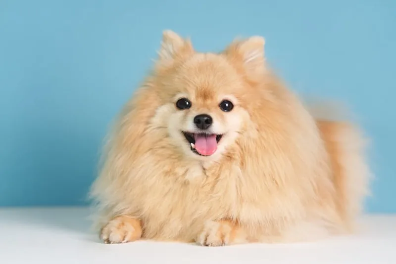Dog Dental Care - How to Take Care of Your Dog's Teeth