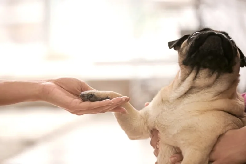 What To Do If Your Dog Has a Cut Paw