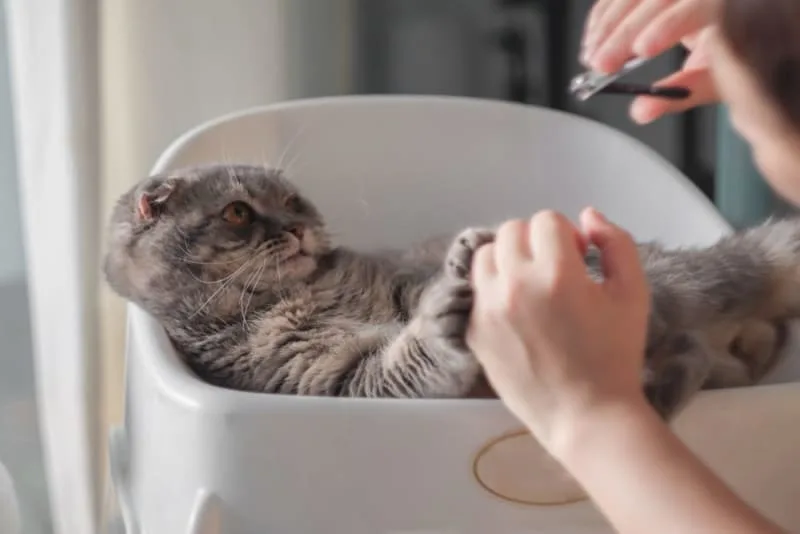 Why are my cat's nails splitting?