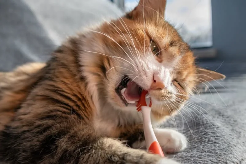 Gingivitis in Cats: Symptoms, Causes & Treatments