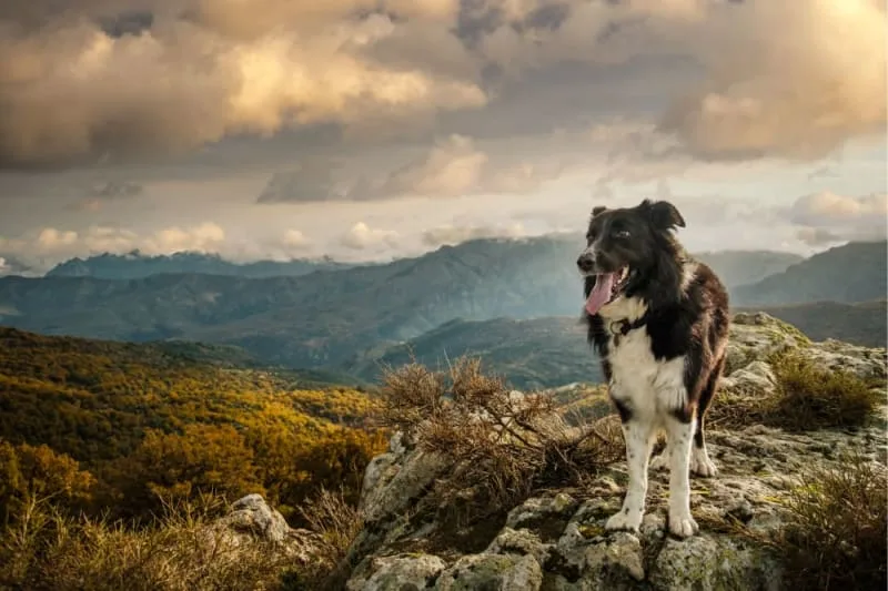 How to Prevent Valley Fever in Dogs
