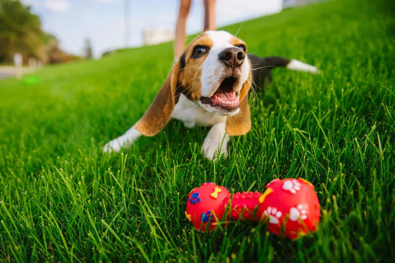 What is TPLO Surgery For Dogs?