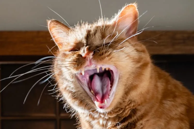 Cat Teeth Cleaning: How to Clean a Cat's Teeth