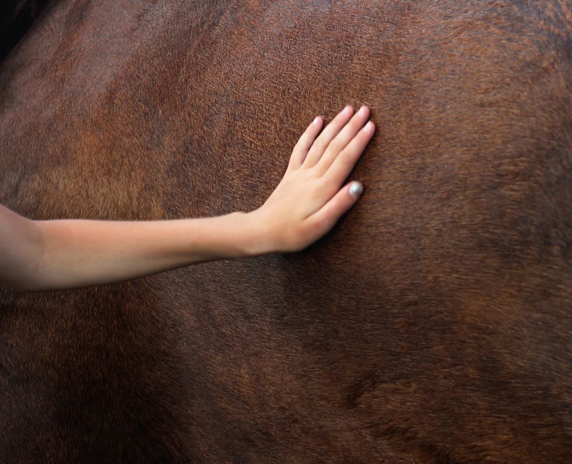 hand on horse body