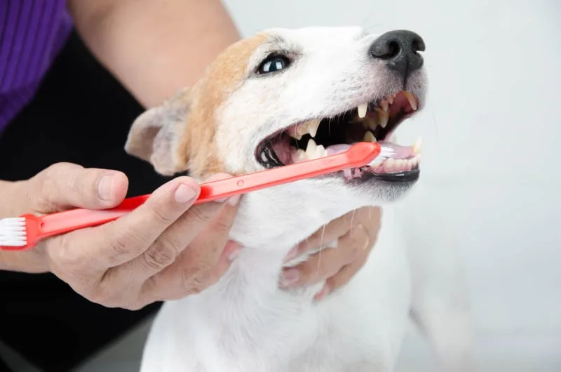 Dog Dental Care & How to Clean Your Dog's Teeth