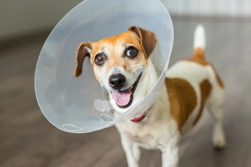 How Long Does Spaying Take?