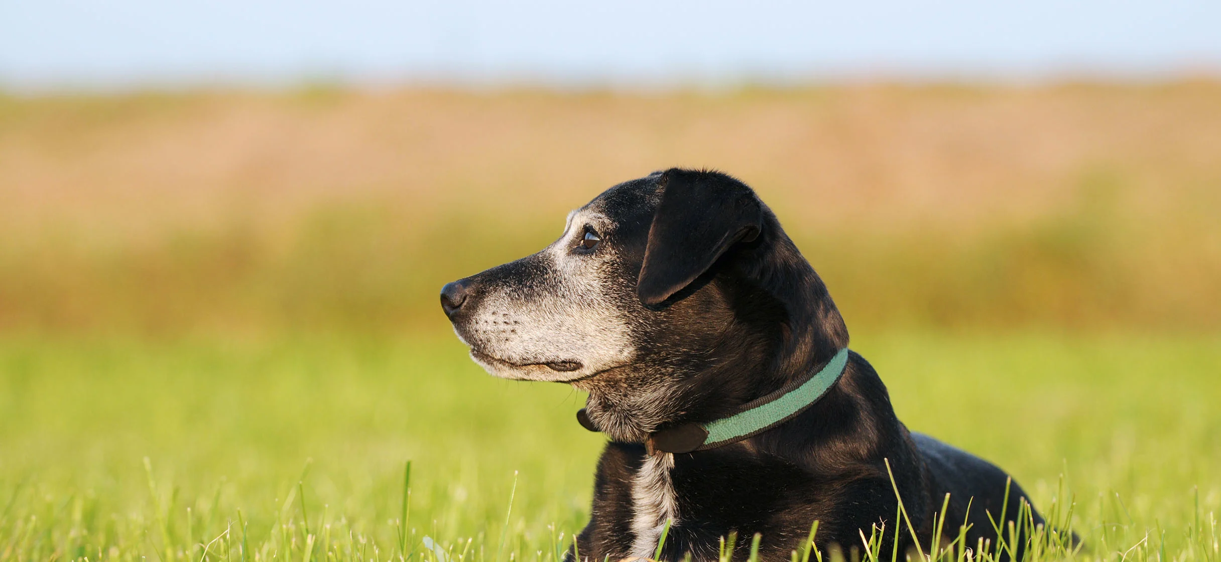 Elderly black lab with white muzzle sitting in a field of grass looking to the left