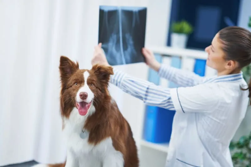 Diagnostic Imaging for Your Dog or Cat