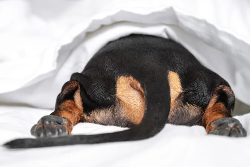 Tapeworms In Dogs