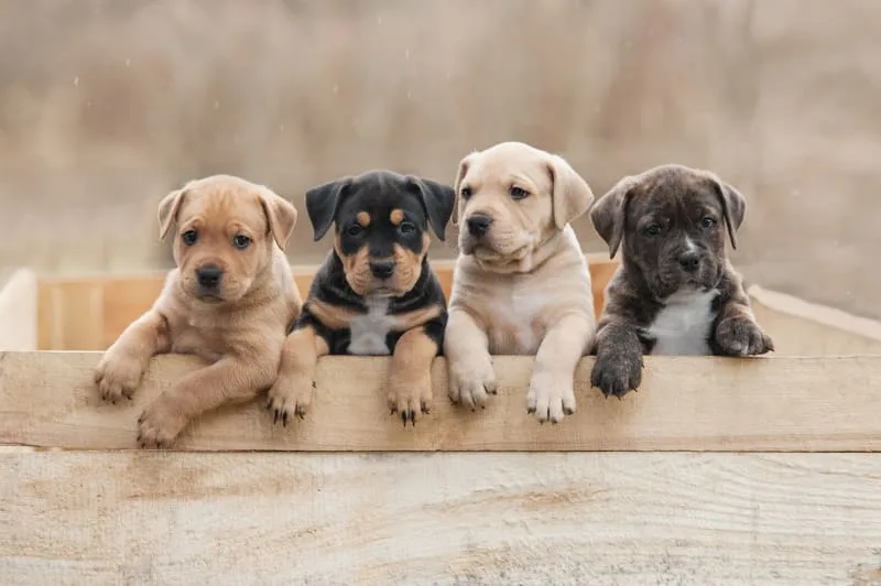Teething Puppies: Tips & Tricks