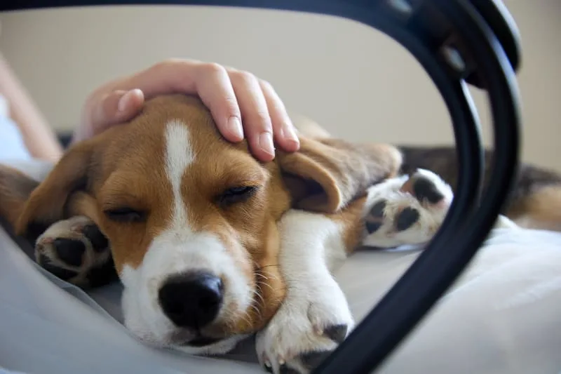 Joint Pain in Dogs: Signs, Causes & Treatments
