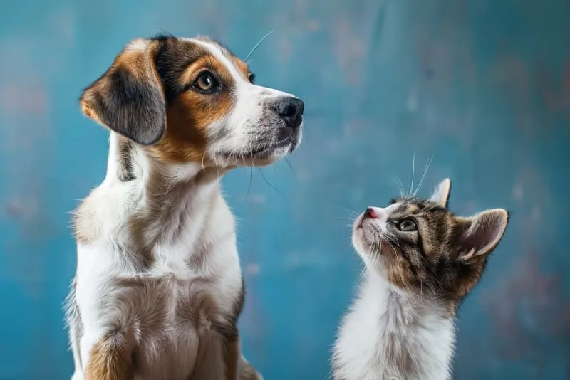 Tips on Raising a Puppy & Kitten Together