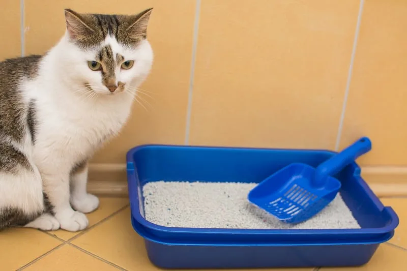 Constipation In Cats: Symptoms & Treatment