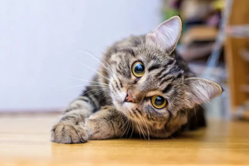 Rabies in Cats