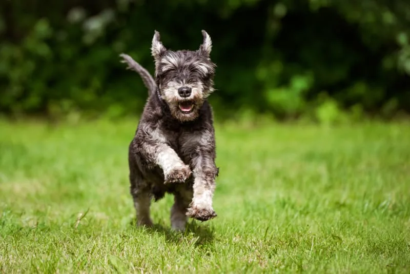 Weight Loss In Older Dogs: When To Worry