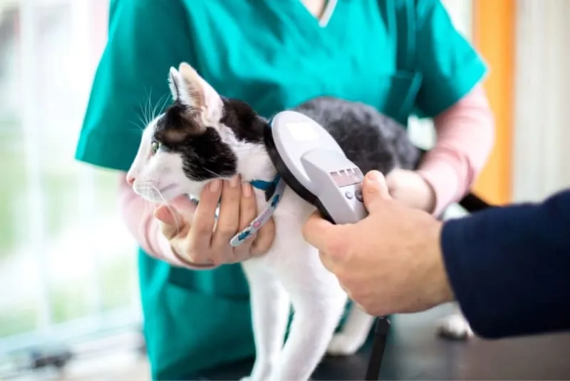 Demystifying Pet Microchipping: How It Works & What to Expect