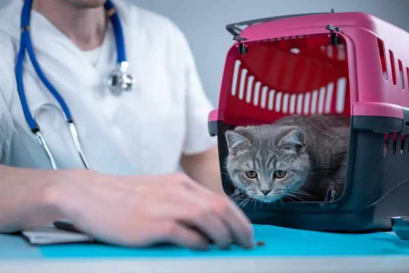 What To Expect At Your Kitten's First Vet Checkup