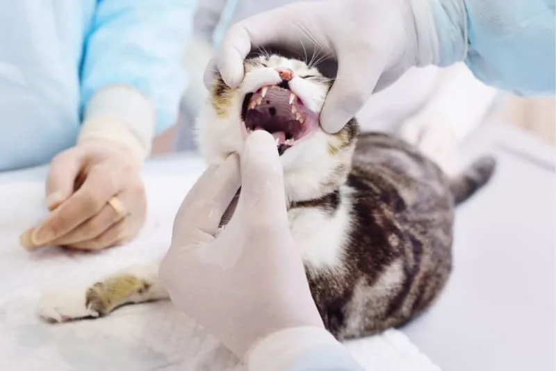 Cat Tooth Extractions: What to Expect & What to Watch For