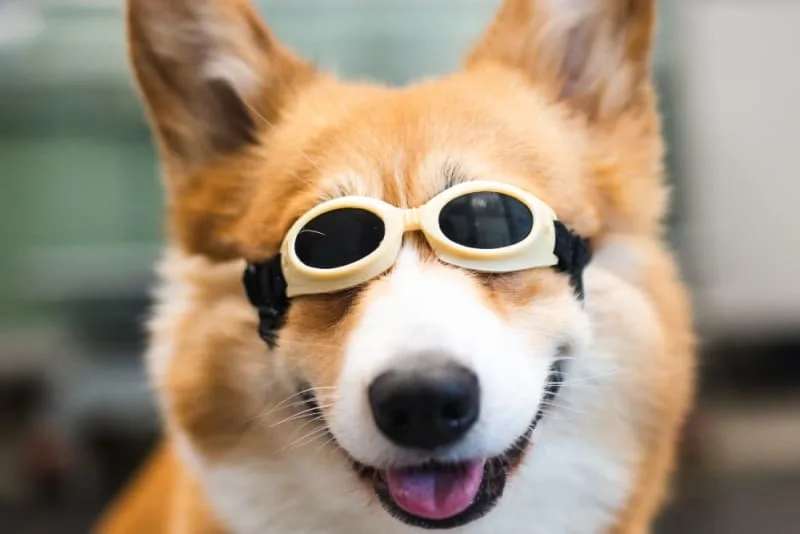 Cold Laser Therapy for Dogs