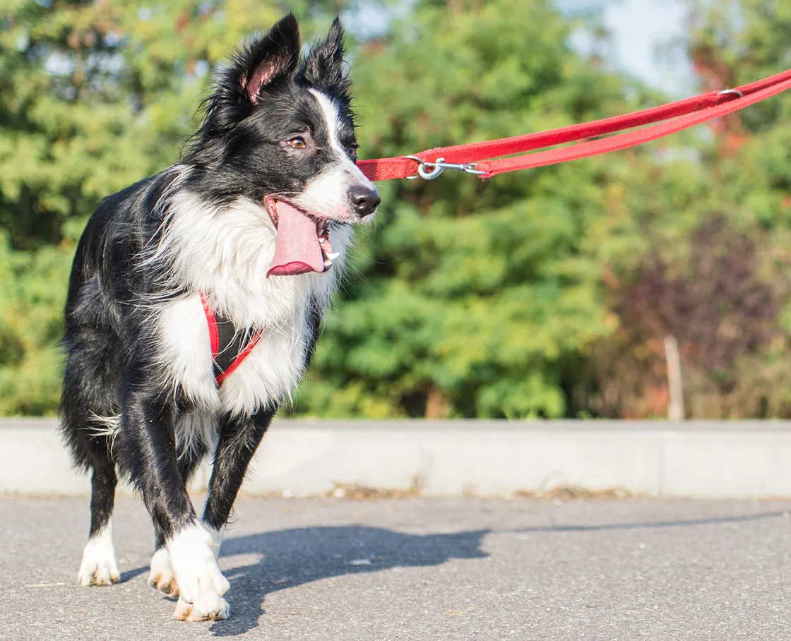 happy border collie with owner on red leash