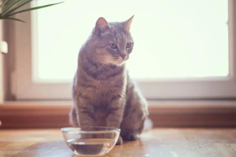 My Cat Won't Drink Water - What Should I Do?