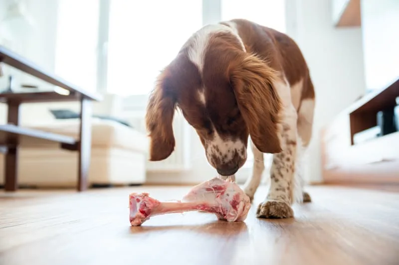 Dog Bone Safety: Can Dogs Eat Bones?
