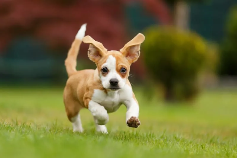 What to Do if My Dog Cut His Paw Pad?