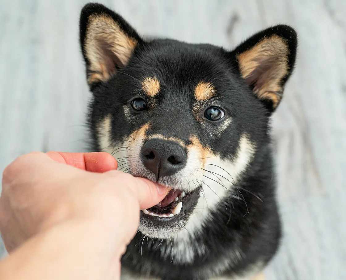 shiba inu taking treat from human hand